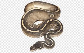 Ball python illustrations and stock art. Boa Constrictor Snake Ball Python Piebald Pet Snake Animals Scaled Reptile Png Pngegg