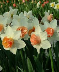 Narcissus Candy Princess Double Narcissi Narcissi Flower Bulb Index Bulb Flowers Narcissus Flower Narcissus