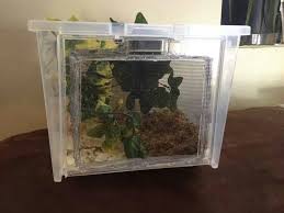 Crested Gecko Tub Crested Gecko Diy Crested Gecko Bearded Dragon