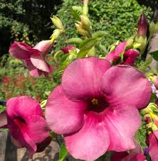 Image result for Allamanda