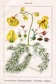 Image result for Utricularia formula