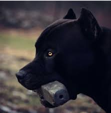 Prague From Xxl Designer Pitbulls Loves His Indestructibone And Loves How Long It Will Last Get Your Dog The Very Best Save 15 Pitbull Terrier Pitbulls Dogs