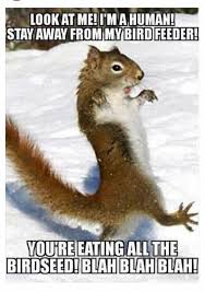 Funny Squirrel Meme Cute Animals Cute Funny Animals Funny Animals