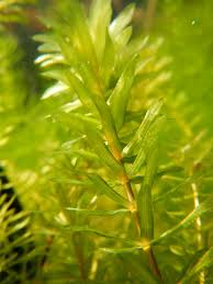 Image result for Hydrilla