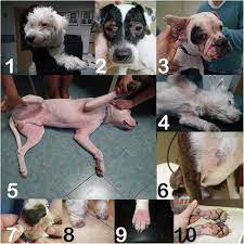 Pollen Allergies In Humans And Their Dogs Cats And Horses Differences And Similarities Clinical And Translational Allergy Full Text