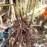 Image result for Christella hispidula