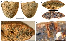 Image result for Pyrenacantha