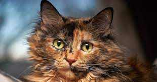 How To Spot The Difference Between Calico And Tortie Cats Meowingtons