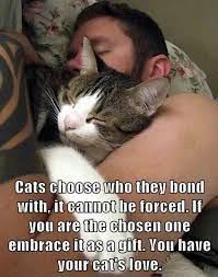 Choosen Cats Cat Facts Cool Cats