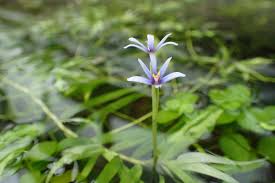 Image result for Heteranthera callifolia