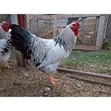Columbian wyandotte chickens are a beautiful variety of an old american chicken that developed around 1870. Hoover S Hatchery Columbian Wyandotte Chickens 10 Count Baby Chicks Clw At Tractor Supply Co