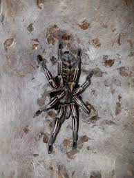 This provides the tarantula with a top speed approaching 130 kph. Cyriopagopus Albostriatus Ratchaburi Sling Tarantulas