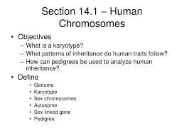 Chapter 14 the human genome answer key. Ppt Section 14 1 Review Powerpoint Presentation Free Download Id 950706