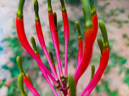 Image result for Tapinanthus oleifolius