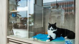 Kitty daycare cat sitter television. Nekoya Cat Hotel Board Your Kitties At Singapore S First Cats Only Capsule Hotel On Changi Road