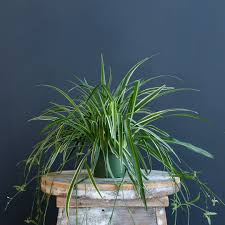 Image result for Chlorophytum pauper