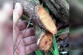 We did not find results for: Obat Kanker Bajakah Diduga Juga Tumbuh Di Hutan Jambi Kesehatan