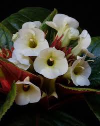 Image result for Marsdenia angolensis