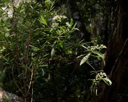 Image result for Nuxia oppositifolia