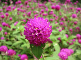 Image result for Gomphrena globosa