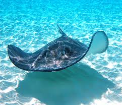 Sting Ray City Unlike No Other Experience Aquatic Animals Sea And Ocean Underwater Life