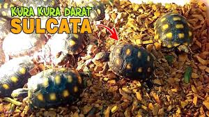 Kura Kura Darat Sulcata Lucu Banget Dan Mudah Dipelihara Youtube