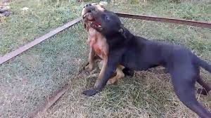 30 common dog behaviors explained. Inside The Illegal World Of Organised Dogfighting Bbc News