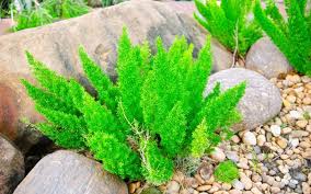 They'll grow in most parts of the u.s., but they do best in cool climates where they can go completely dormant during a long winter. When To Cut Asparagus Ferns How To Prune Asparagus