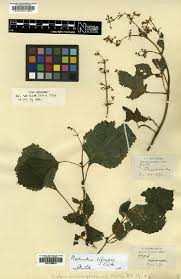 Image result for Haumaniastrum caeruleum