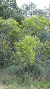 Image result for Acacia montigena