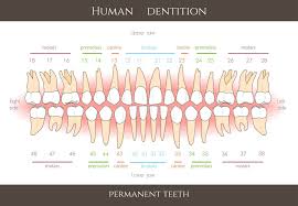 Dental charting is useful in treatment planning and in the evaluation of our dental treatments. Understanding Dental Teeth Numbering Chart Doral Sedation Dentistry