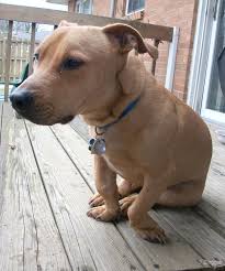 Black And Brown Pitbull Mix Pin On Tuna Fish Joe