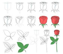 Materi seni budaya kelas 7. 11 Cara Menggambar Bunga Mawar Langkah Demi Langkah Terpopuler Lingkar Png
