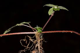 Image result for Droguetia iners