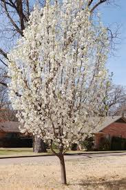 Sometimes called prairie gentian and lira de san pedro (saint peter's common in sandy forests of east texas and on prairies of the texas gulf coast. Spring Flowers Finally Come To Texas Adventures From Amandaland