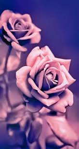 Water rose wallpaper for phone. Flower Rose Gold Wallpaper Iphone X 514x960 Wallpaper Teahub Io