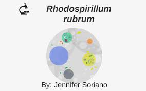 Proteobacteria / alphaproteobacteria / rhodospirillales / rhodospirillaceae / rhodospirillum cells are vibrioid to spiral shaped, are motile by means of bipolar flagella, and multiply by binary fission. Rhodospirillum Rubrum By Jennifer Soriano On Prezi Next