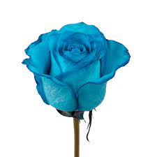 Check spelling or type a new query. Turquoise Tinted Roses Premium Wholesale Flowers Free Shipping Bloomingmore