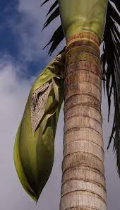 The nearby farmer will watch over a growing palm tree in exchange for 15 papaya fruits. Palm Tree Seeds Seed Pod Fruit Bangalow Palm Pod Trunk Sky Blue Australia Pikist
