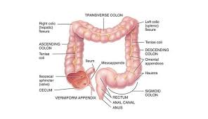 It connects with the small intestine at the cecum, ascends up and across the abdomen and then descends down to the rectum. Human Digestive System Parts Functions How It Works