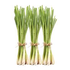 Image result for lemongrass origin