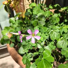 Image result for Oxalis debilis
