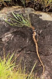 Image result for Tephrosia longipes