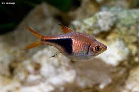 Image result for Heteromorpha