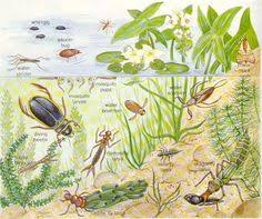 33 Best Pond Dipping Images Pond Dipping Pond Pond Life