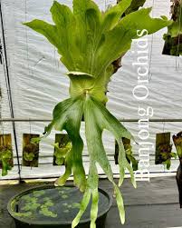 Image result for Platycerium stemaria