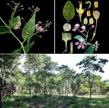 Image result for Triaspis hypericoides