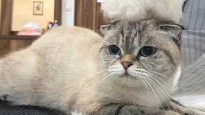 Cage free cat and dog boarding in loving home with walking, pickup and grooming. All Cat Grooming Services Now Available At Nekomori Cat Salon Nekomori Cat Grooming Salon