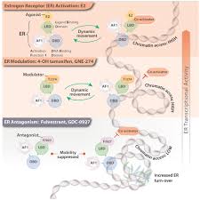 Therapeutic Ligands Antagonize Estrogen Receptor Function by Impairing Its  Mobility: Cell