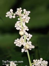 Image result for Lepisanthes